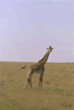 A Masai Giraffe (44kb)