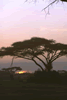 Sunrise in Kenya (39kb)