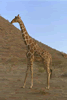 Reticulated Giraffe and birds (59kb)