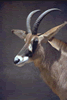 Another stag (55kb)