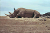 At rest (67kb)